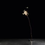 Ricchi Poveri - Five Butterflies. Ingo Maurer