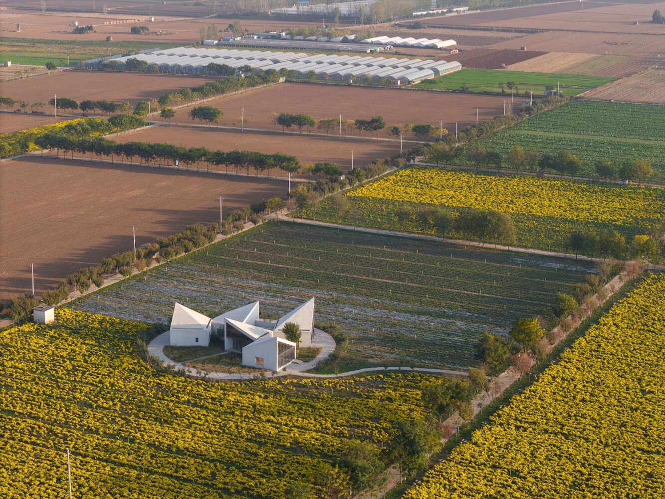 Atelier Xi, biblioteca, campo de crisantemos, yuntai