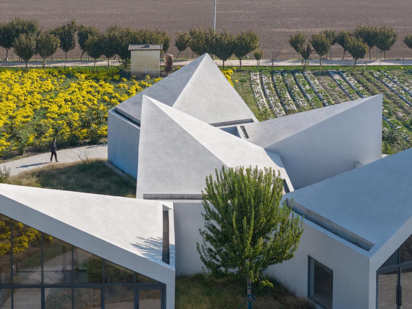 Atelier Xi, biblioteca, campo de crisantemos, yuntai
