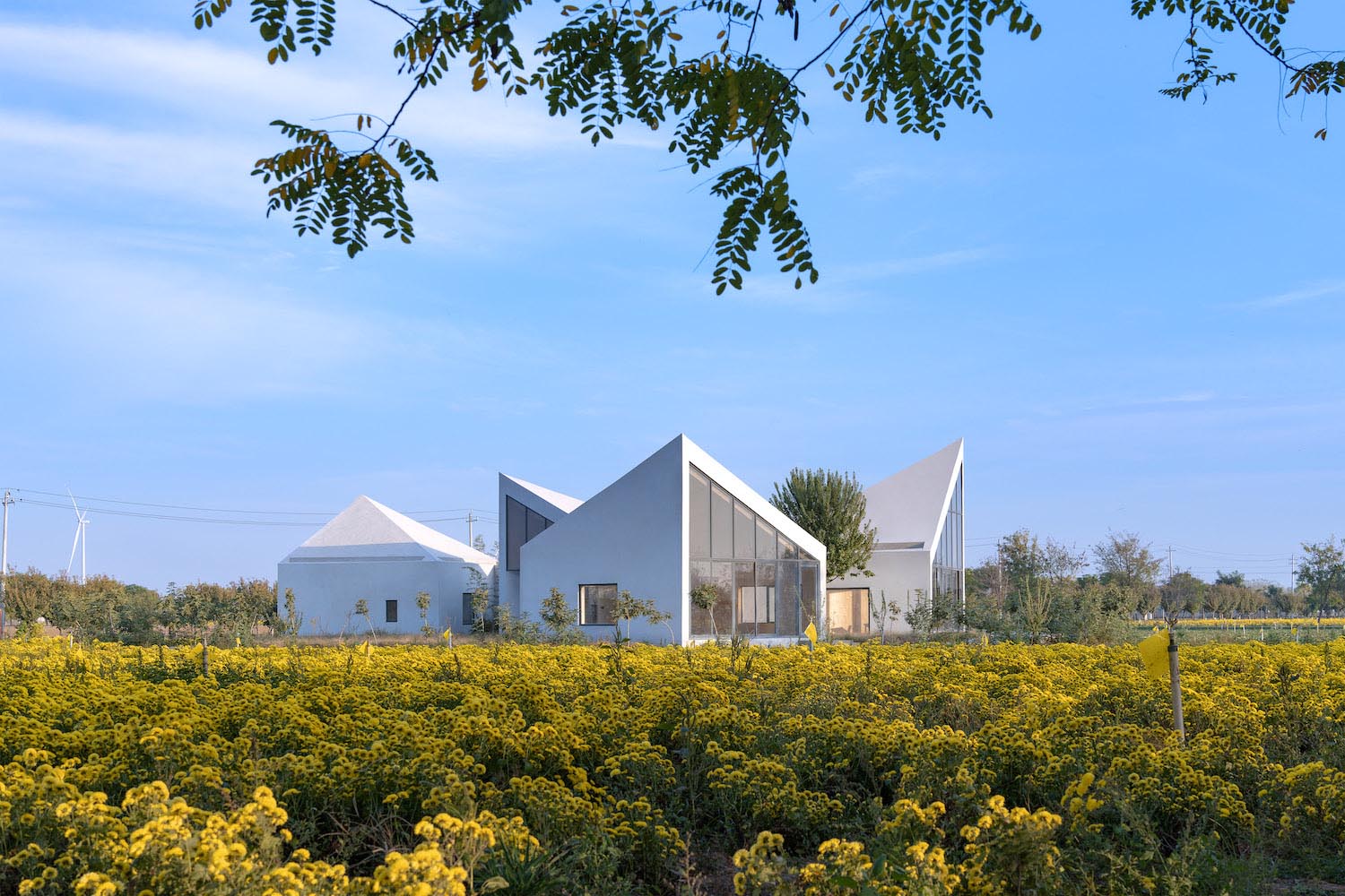 Atelier Xi, biblioteca, campo de crisantemos, yuntai