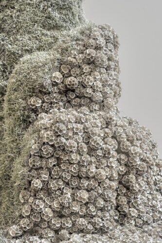 Is this even real? Arte floral de Studio Lilo Molds