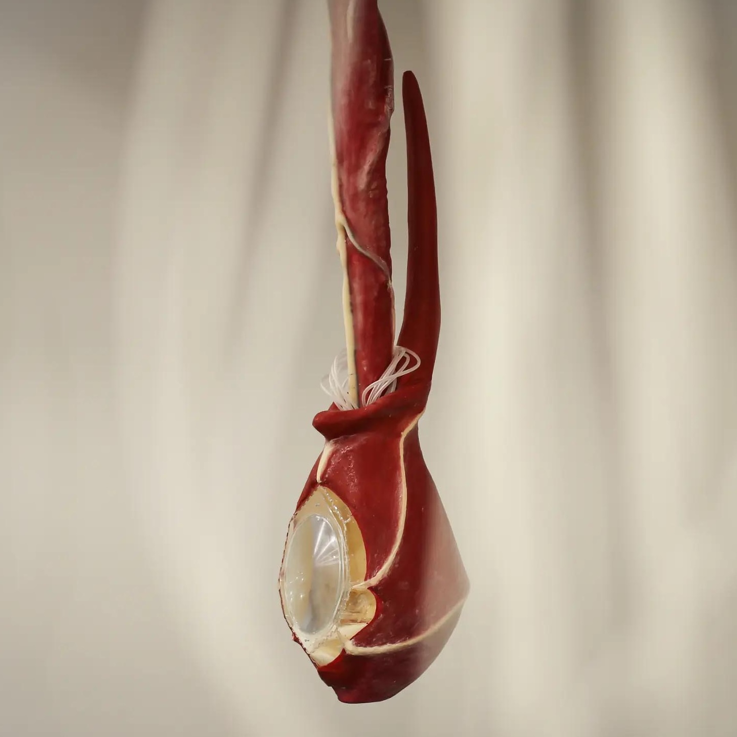 Margherita Pevere. Wombs