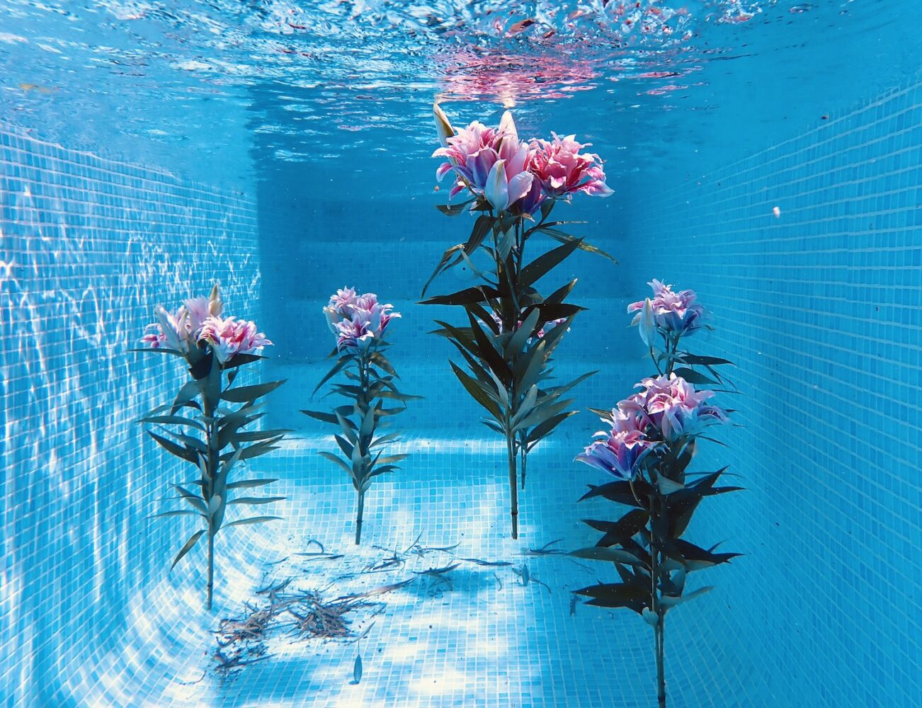 Festival Flora