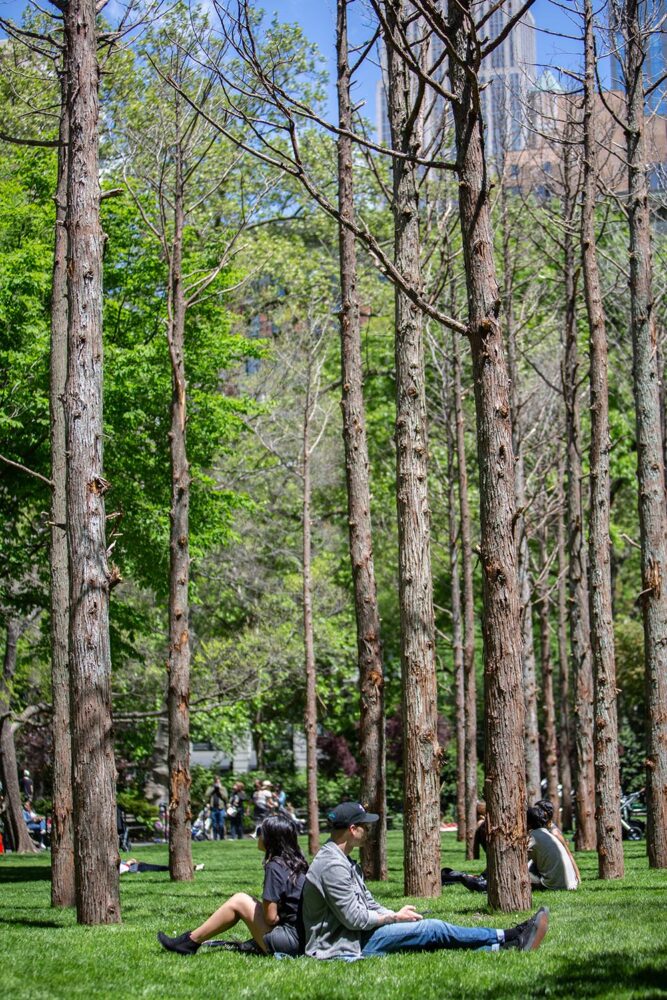 Ghot Forest. Maya Lin. Nuevos Paisajistas. Paisajismo