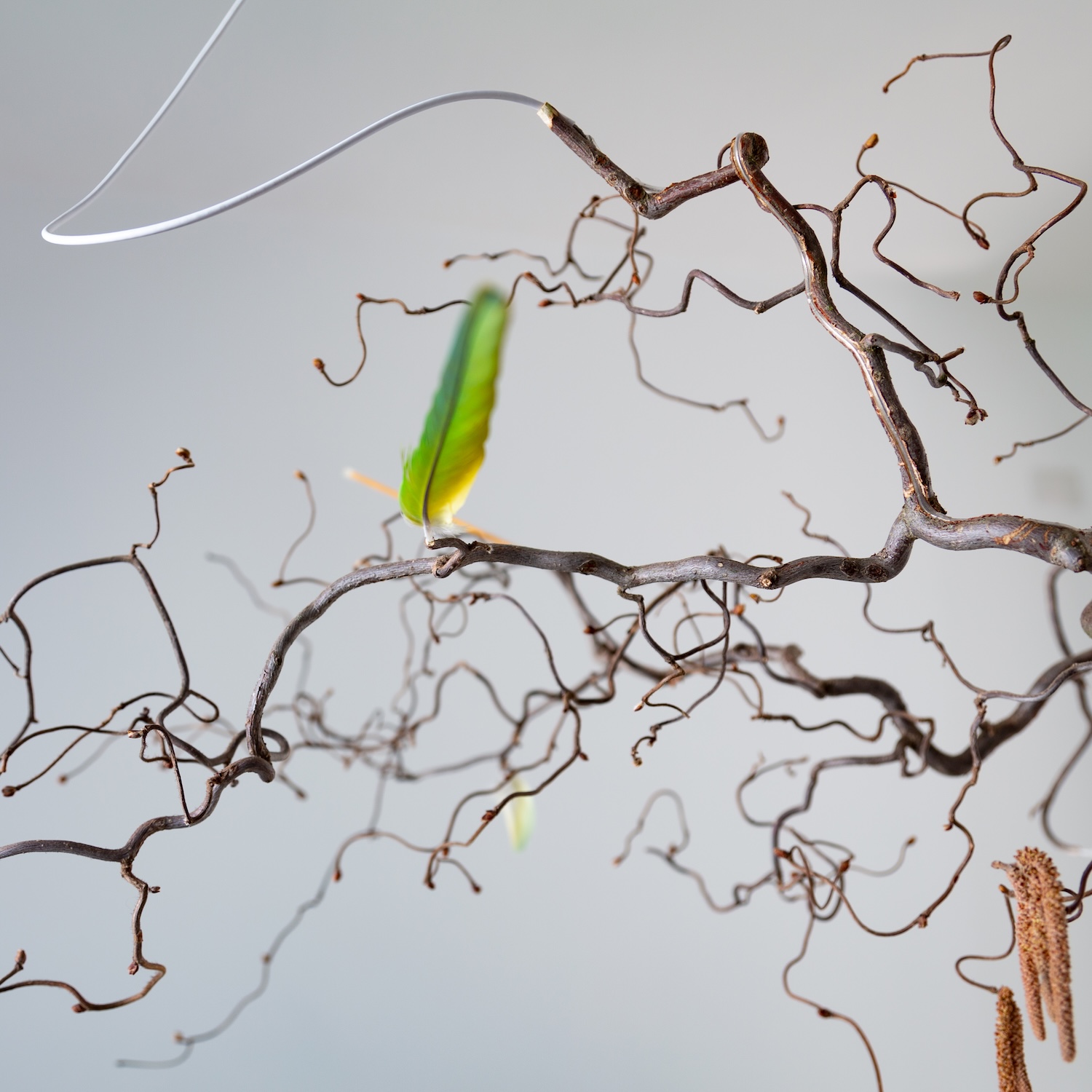 Unproduced. Maximilian Marchesani