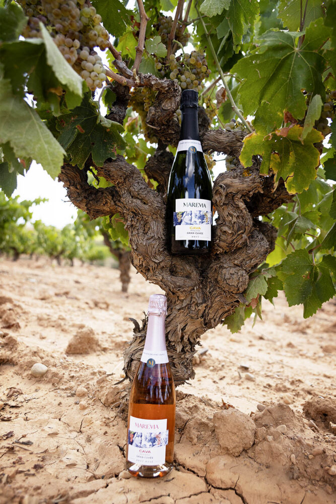 Bodegas Cavas Marevia