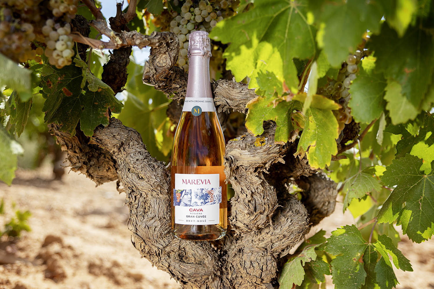 Bodegas Cavas Marevia