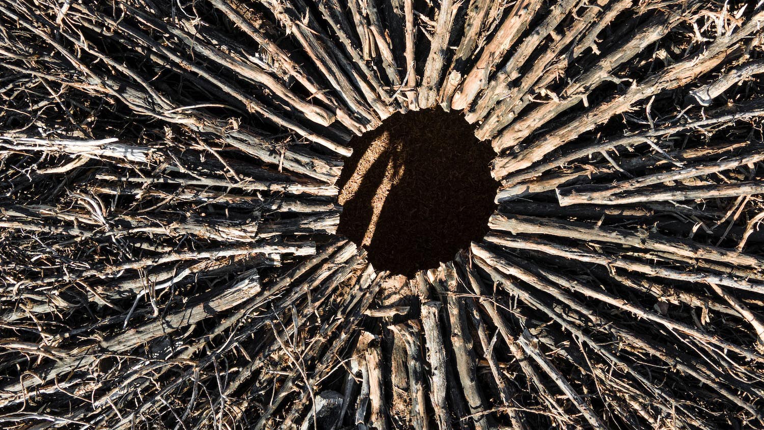 Socarrado, Nomad Studio, incendios forestales, Burgos, Parque Natural Sabinares de Arlanza – La Yecla