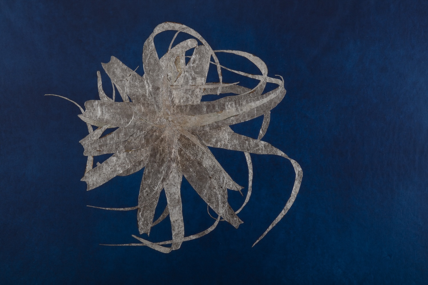 Mercè Rodoreda, CCCB