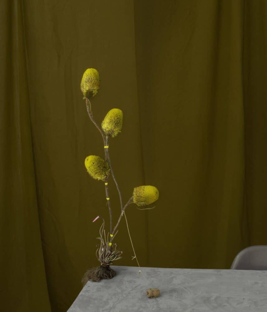 bodegón, naturaleza muerta, Dominik Tarabanski