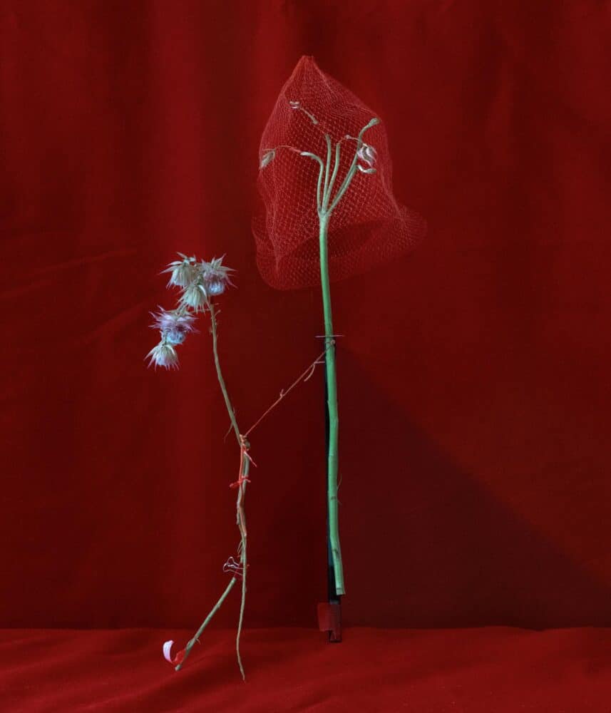 bodegón, naturaleza muerta, Dominik Tarabanski