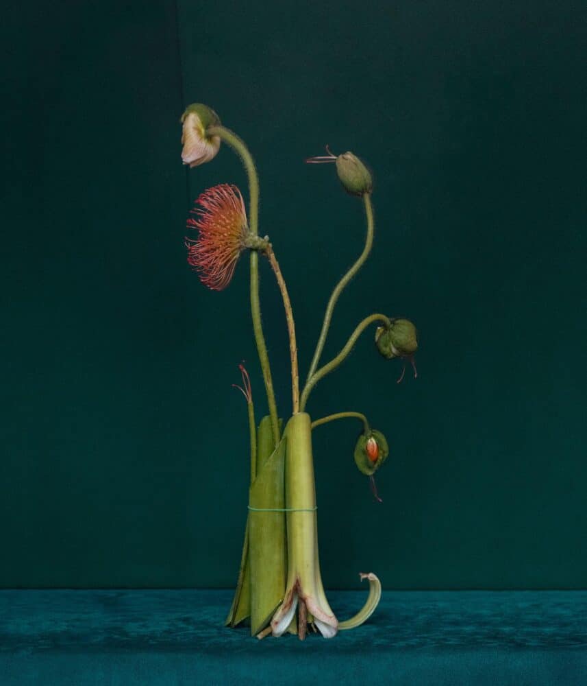 bodegón, naturaleza muerta, Dominik Tarabanski