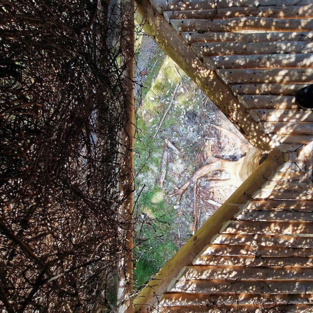 5_uma_zombie_tree_interior_floor_3000px
